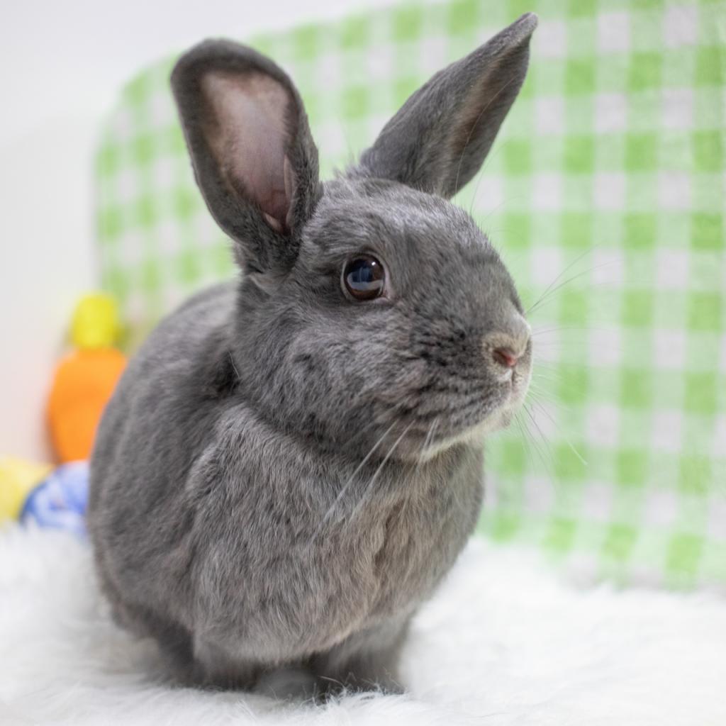 Enlarge Lou, a Adoptable American in San Diego, CA image 3/6