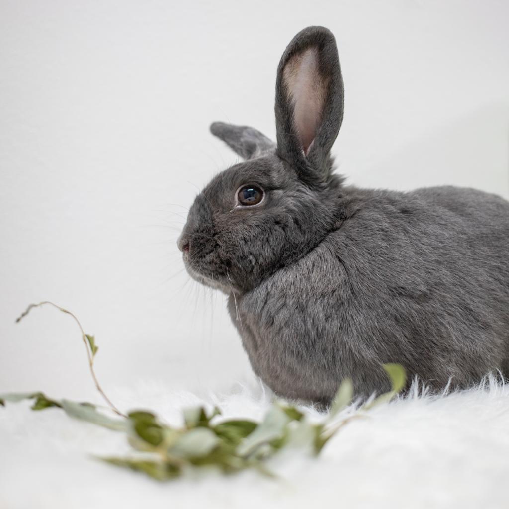 Enlarge Lou, a Adoptable American in San Diego, CA image 4/6