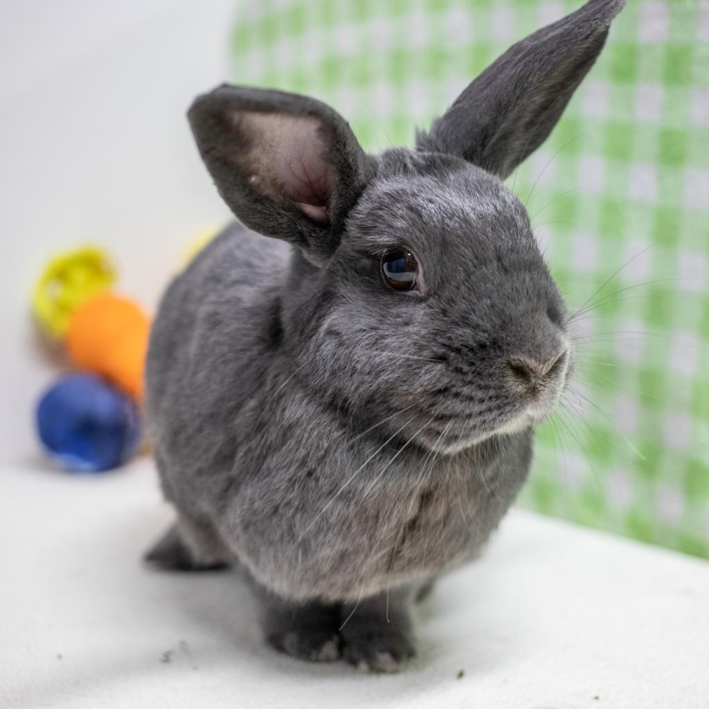 Enlarge Lou, a Adoptable American in San Diego, CA image 5/6