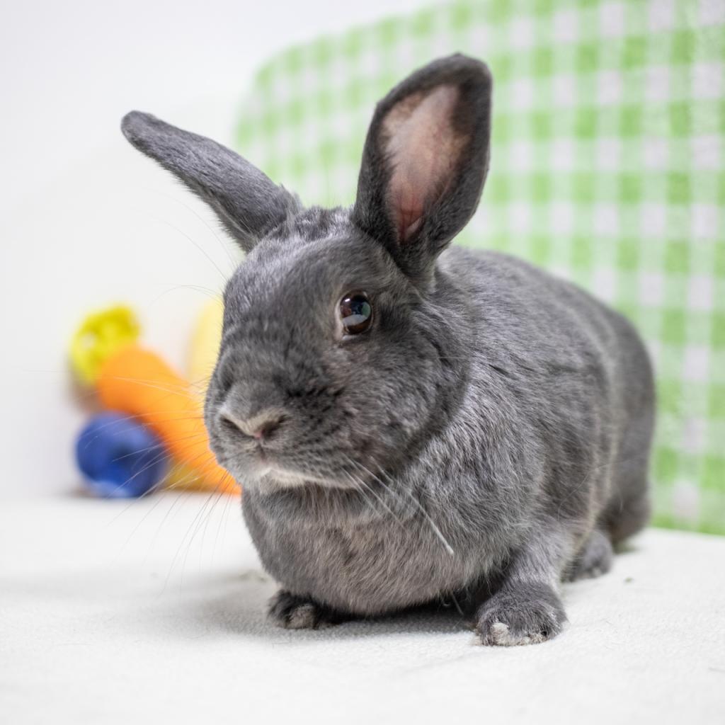 Enlarge Lou, a Adoptable American in San Diego, CA image 6/6