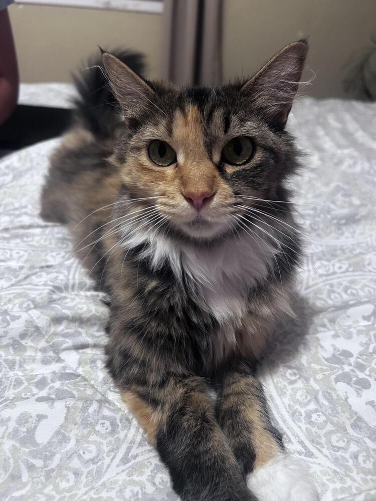 Willow, Adoptable, Young Female Domestic Long Hair.