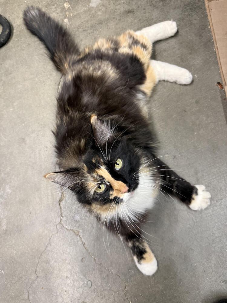 Enlarge Willow, a Adoptable mixed breed in Lancaster, CA image 2/2