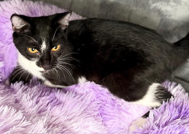 Enlarge FIG, a Adoptable Domestic Short Hair in Lynn Haven, FL image 3/4