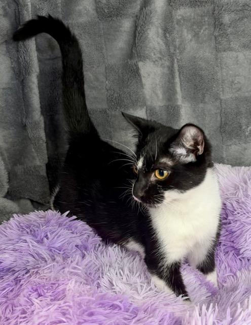 Enlarge FIG, a Adoptable Domestic Short Hair in Lynn Haven, FL image 4/4
