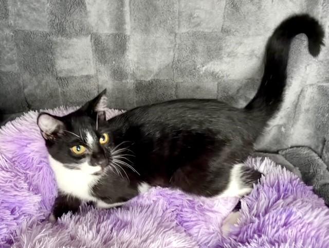 Enlarge FIG, a Adoptable Domestic Short Hair in Lynn Haven, FL image 1/4