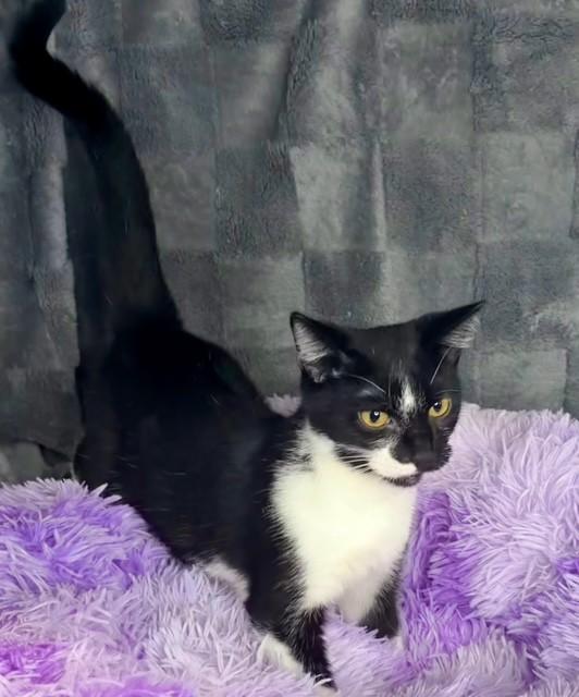 Enlarge FIG, a Adoptable Domestic Short Hair in Lynn Haven, FL image 2/4
