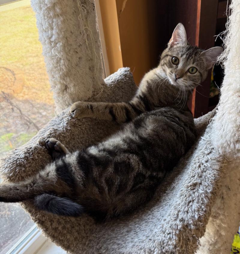 Enlarge Falafel, a Adoptable Domestic Short Hair in Grand Rapids, MI image 1/3