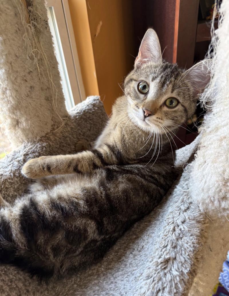 Enlarge Falafel, a Adoptable Domestic Short Hair in Grand Rapids, MI image 2/3