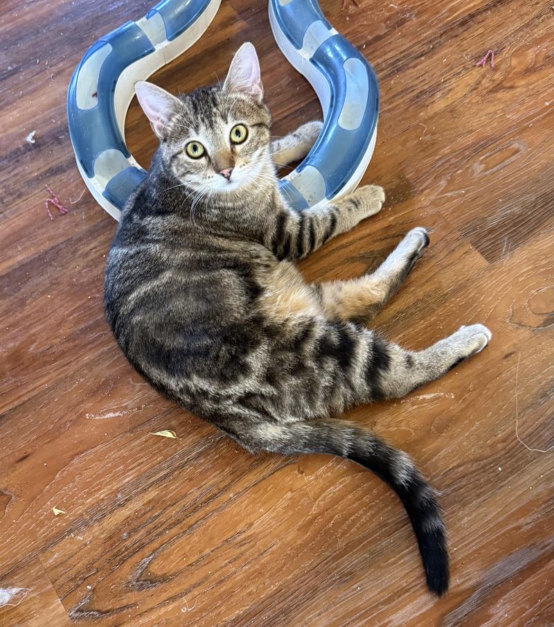 Enlarge Falafel, a Adoptable Domestic Short Hair in Grand Rapids, MI image 3/3