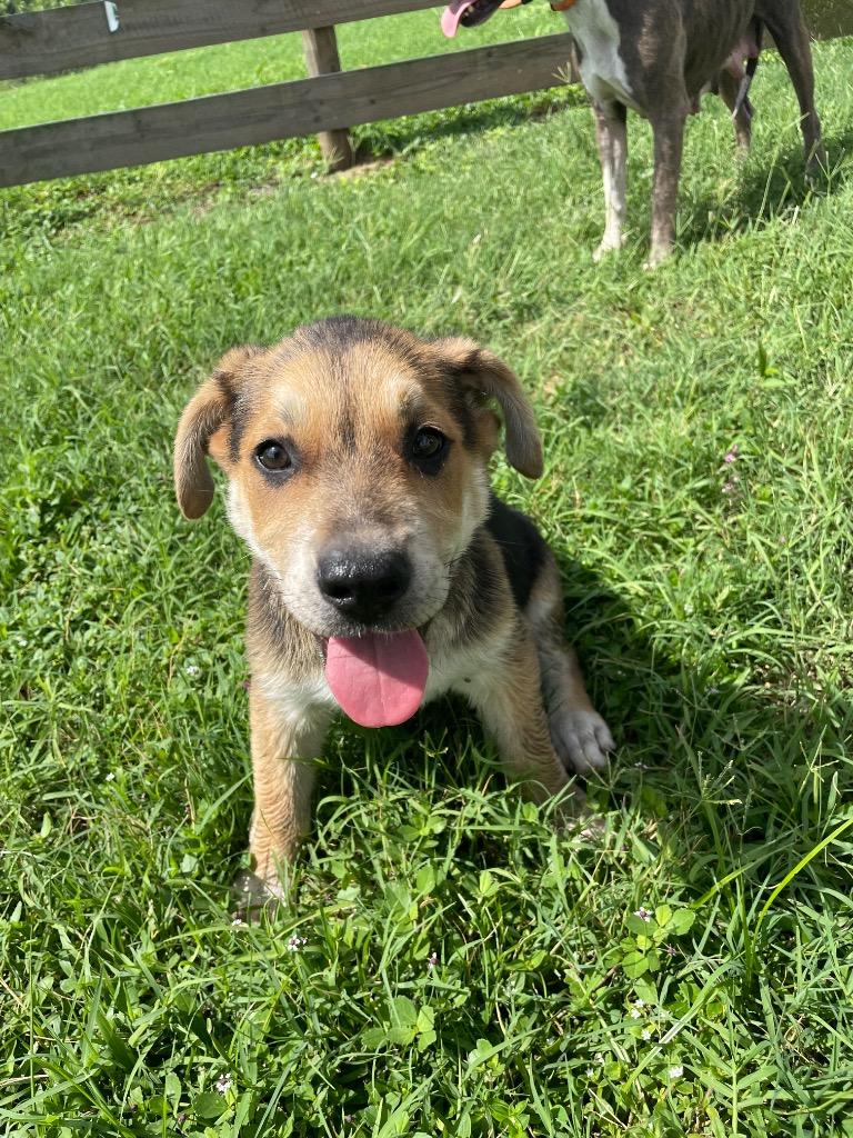 Enlarge Tyson, a Adopted mixed breed in Wauchula, FL image 1/1