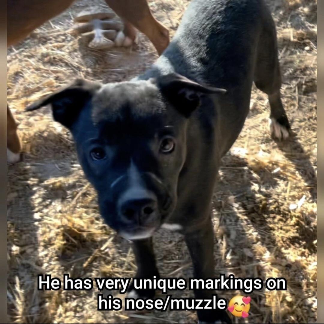 Enlarge Jimbo, a Adoptable mixed breed in Plano, TX image 3/5