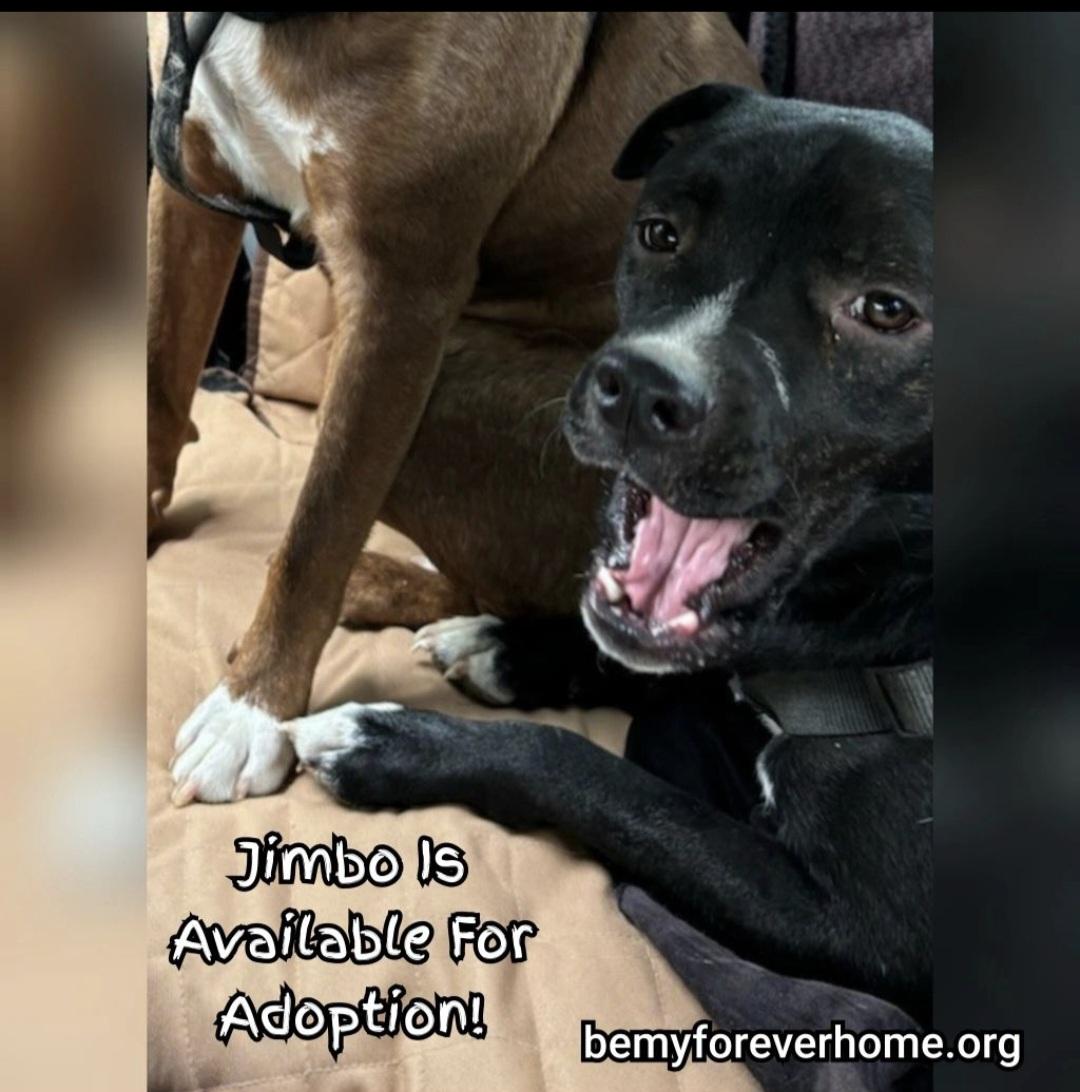 Enlarge Jimbo, a Adoptable mixed breed in Plano, TX image 1/5