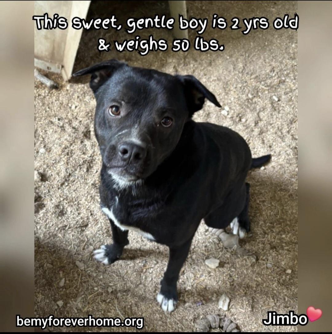 Enlarge Jimbo, a Adoptable mixed breed in Plano, TX image 2/5