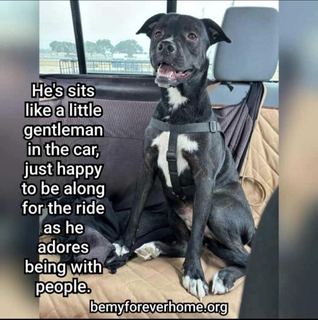 Enlarge Jimbo, a Adoptable mixed breed in Plano, TX image 5/5