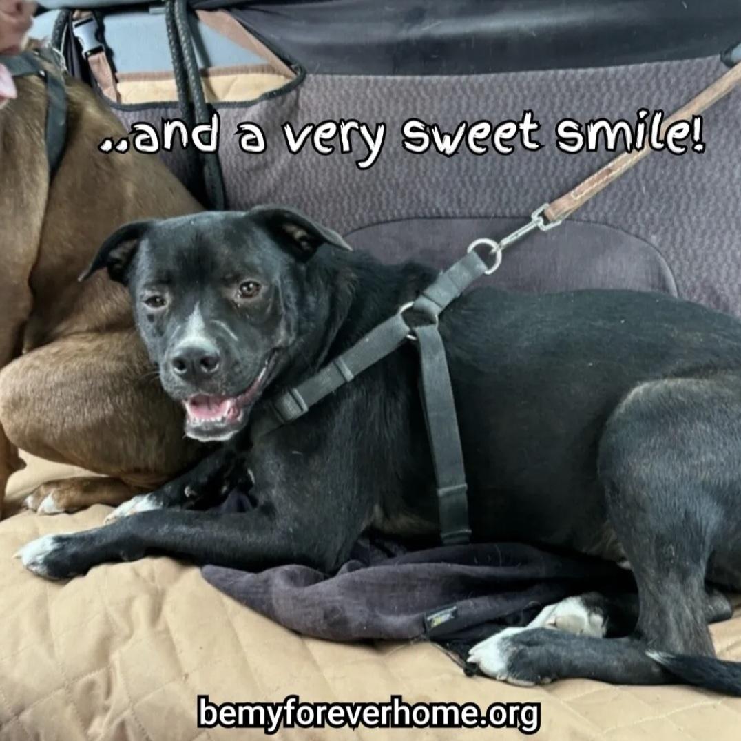 Enlarge Jimbo, a Adoptable mixed breed in Plano, TX image 4/5