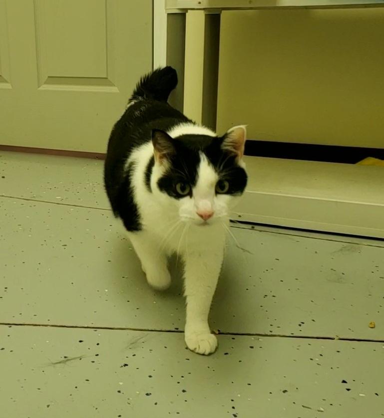 Bandit - Barn Cat, an adoptable Domestic Short Hair in Drumheller, AB, T0J 0Y0 | Photo Image 1
