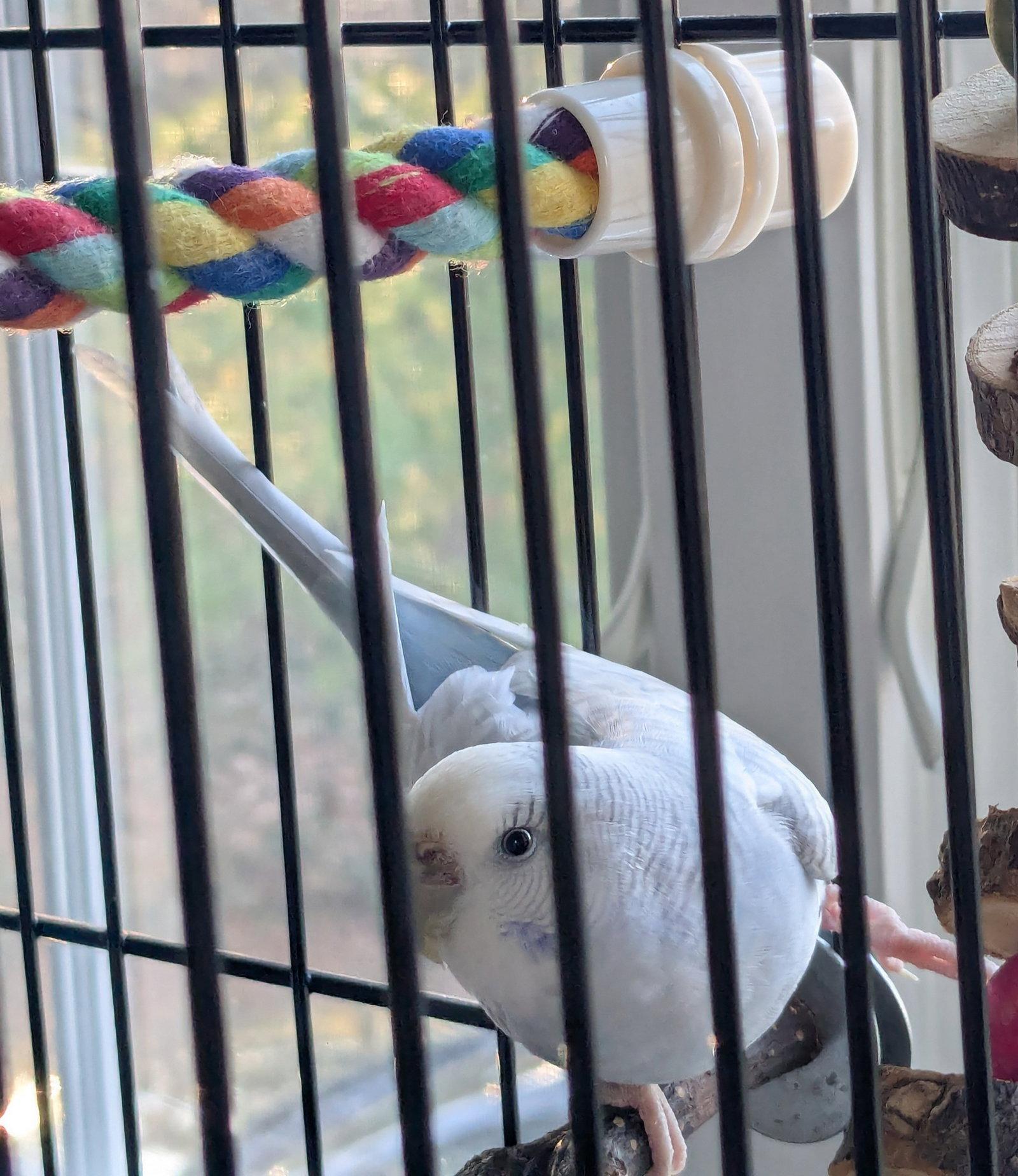 Enlarge Pyxis, a Adoptable Budgie / Budgerigar in Belford, NJ image 1/3