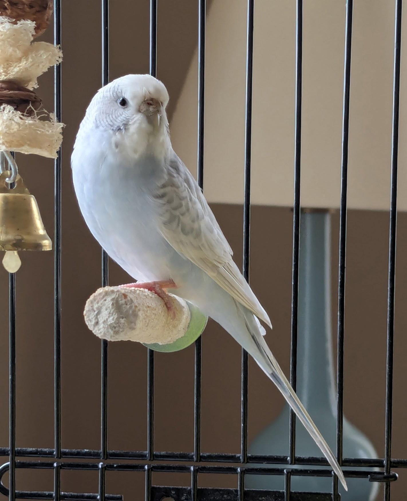 Enlarge Pyxis, a Adoptable Budgie / Budgerigar in Belford, NJ image 2/3