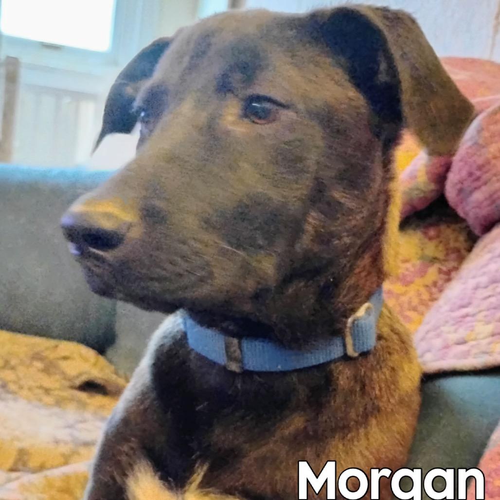Enlarge Morgan, a Adoptable mixed breed in Washington, PA image 1/3