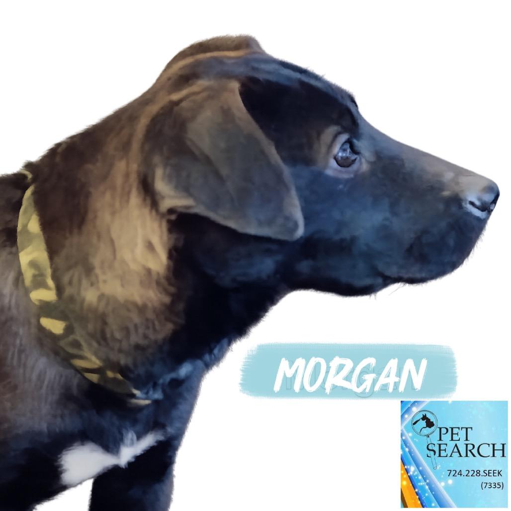 Enlarge Morgan, a Adoptable mixed breed in Washington, PA image 2/3