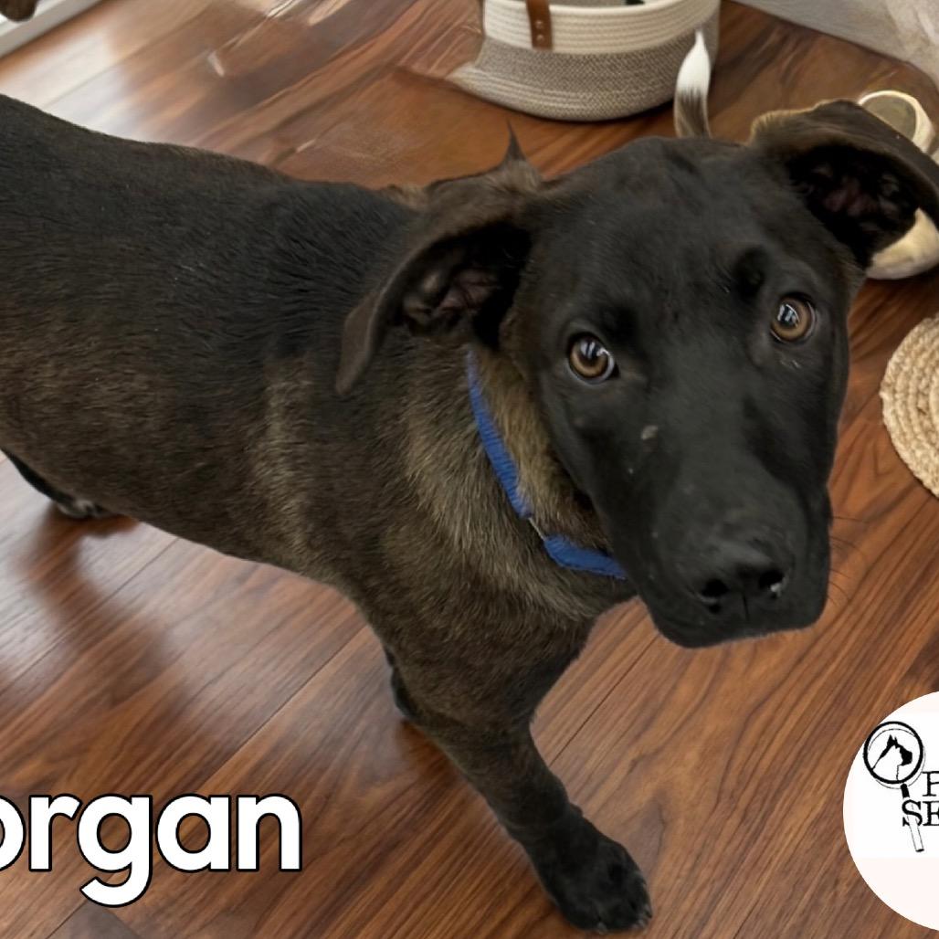 Enlarge Morgan, a Adoptable mixed breed in Washington, PA image 3/3