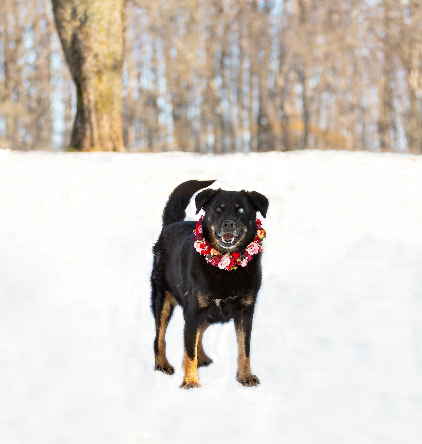 Miley, Adoptable, Young Female Border Collie.