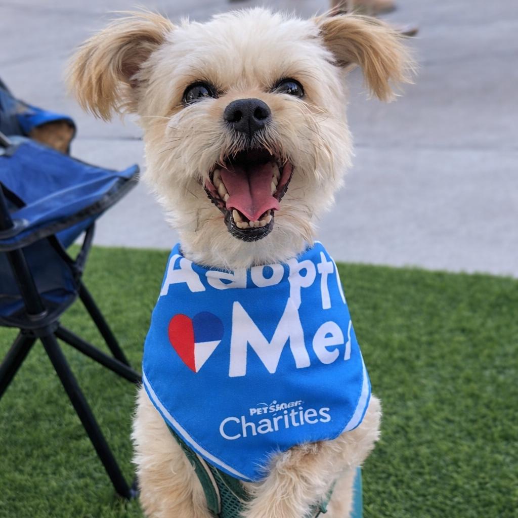 Enlarge Coco, a Adoptable mixed breed in Las Vegas, NV image 1/4
