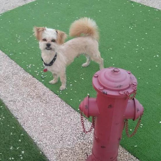 Enlarge Coco, a Adoptable mixed breed in Las Vegas, NV image 2/4