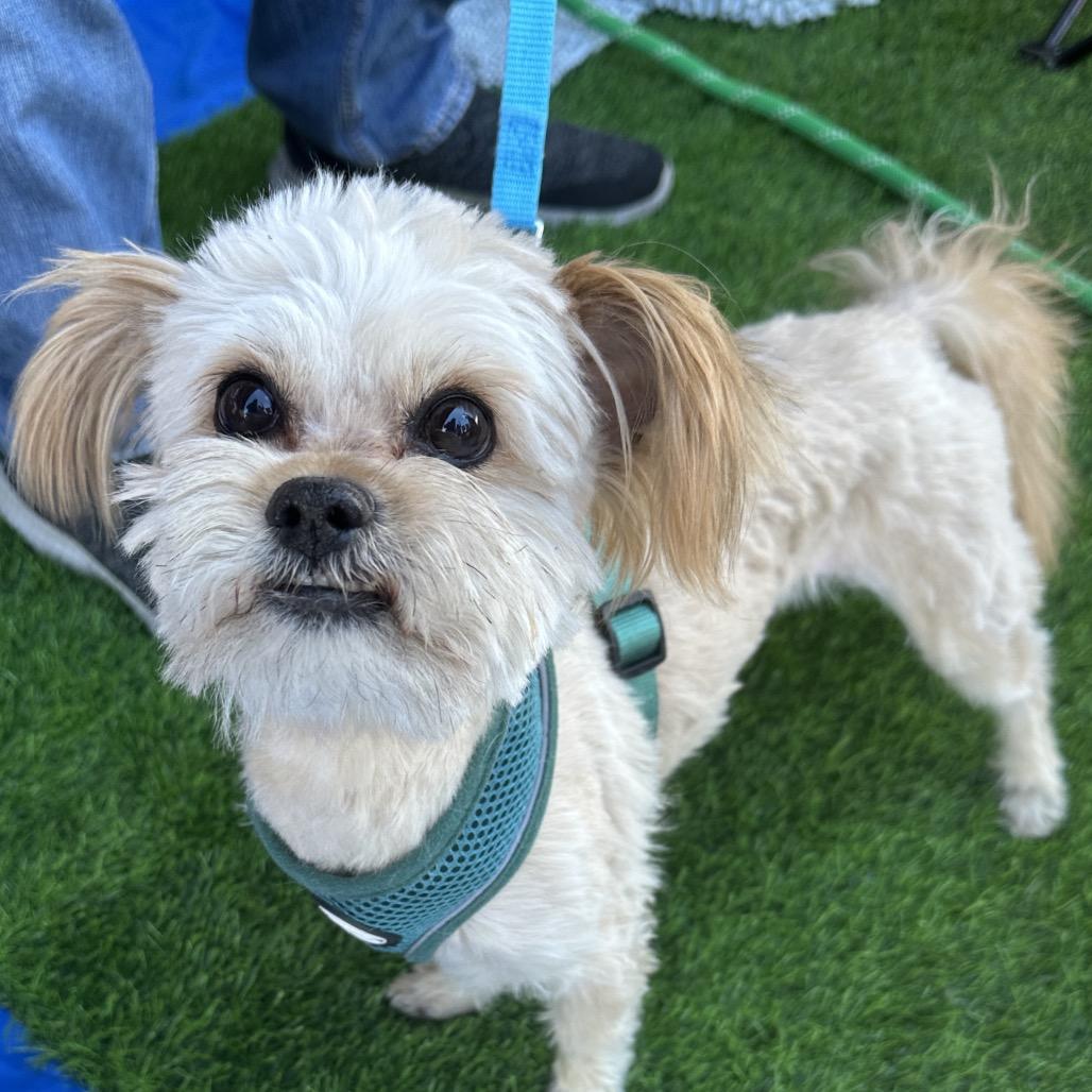 Enlarge Coco, a Adoptable mixed breed in Las Vegas, NV image 3/4