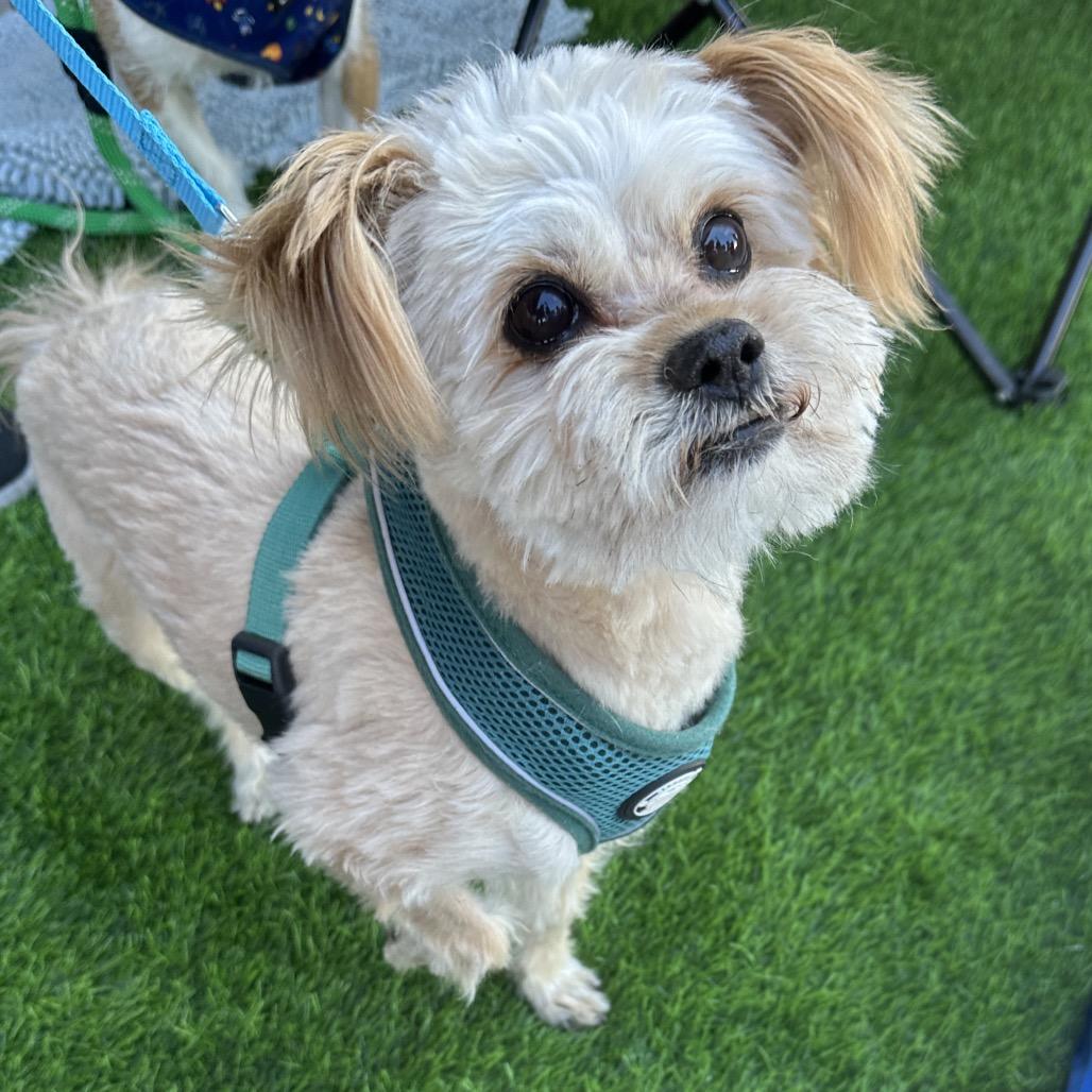 Enlarge Coco, a Adoptable mixed breed in Las Vegas, NV image 4/4