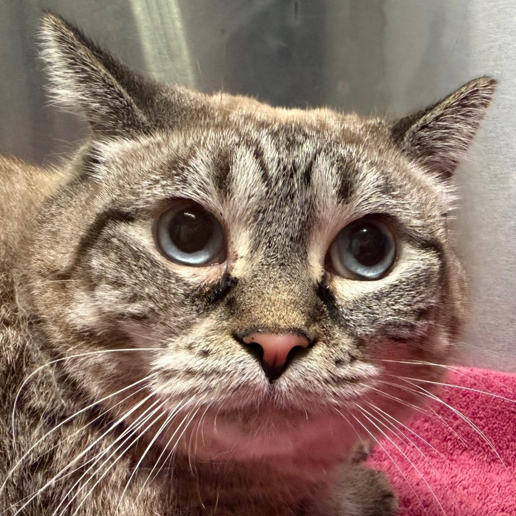 Sashimi, Adoptable, Adult Female Siamese & Domestic Short Hair.