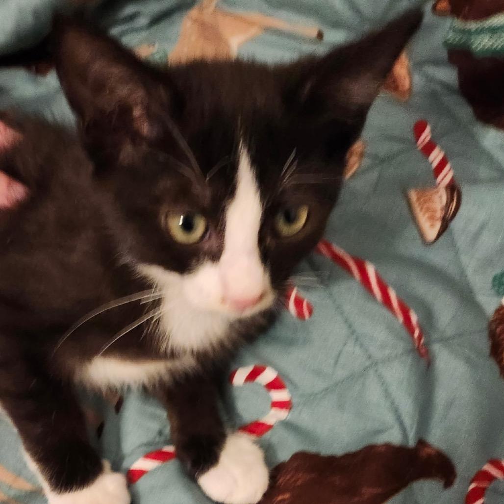 Mars Robertson-AR, Adoptable, Kitten Male Domestic Short Hair.