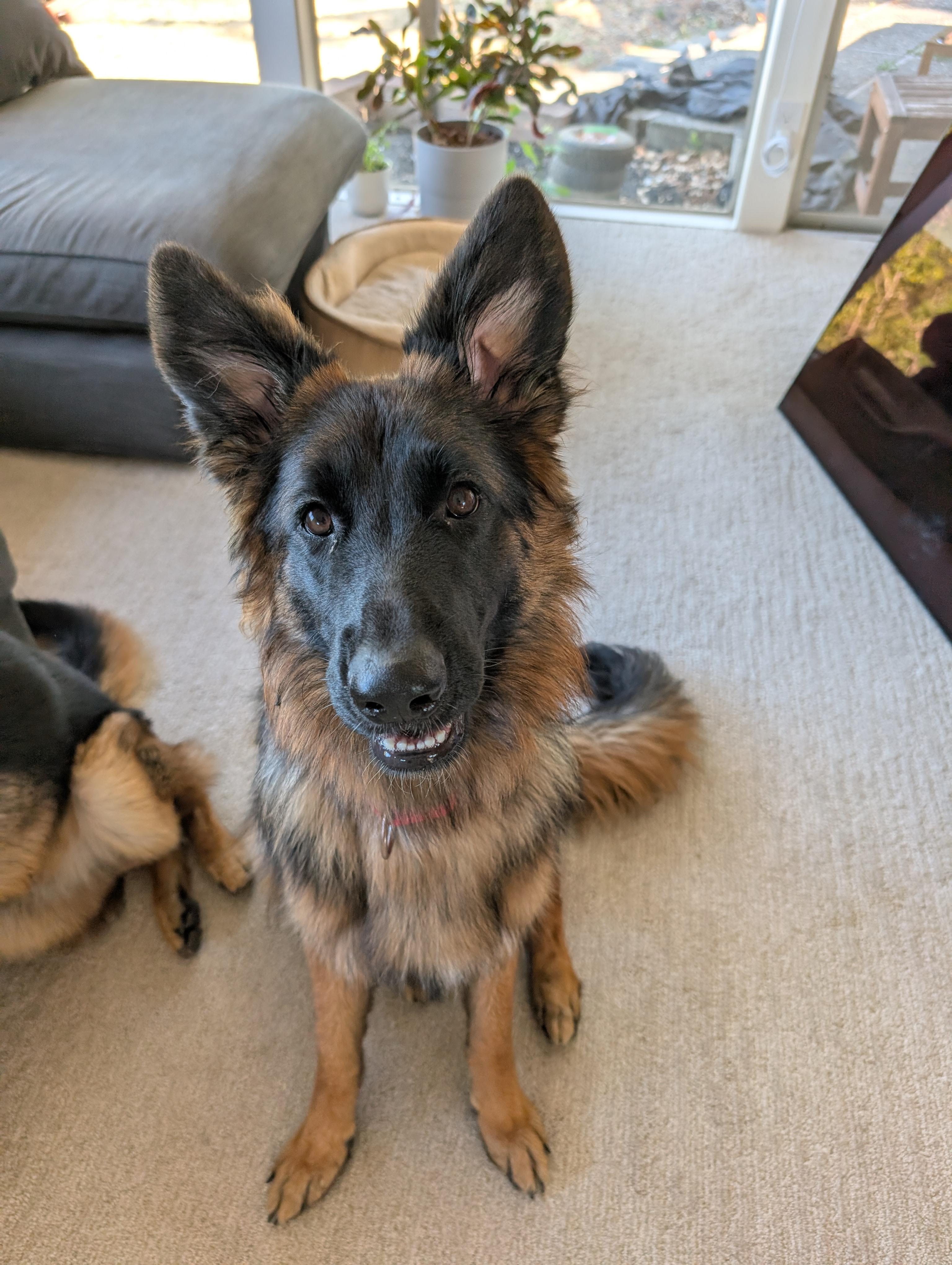 Enlarge Kaia, a Adoptable German Shepherd Dog in Lafayette, CA image 2/2