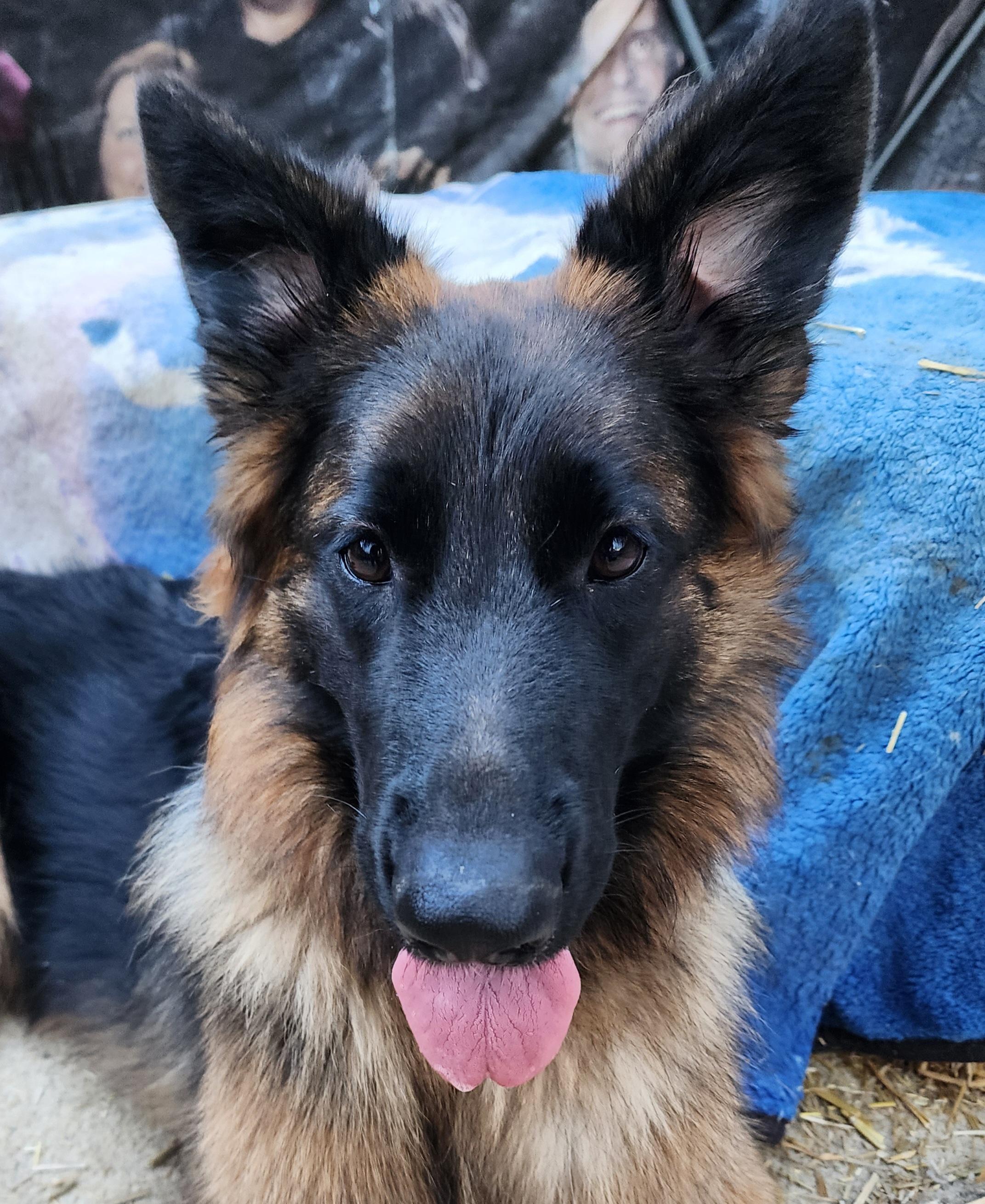 Enlarge Kaia, a Adoptable German Shepherd Dog in Lafayette, CA image 1/2