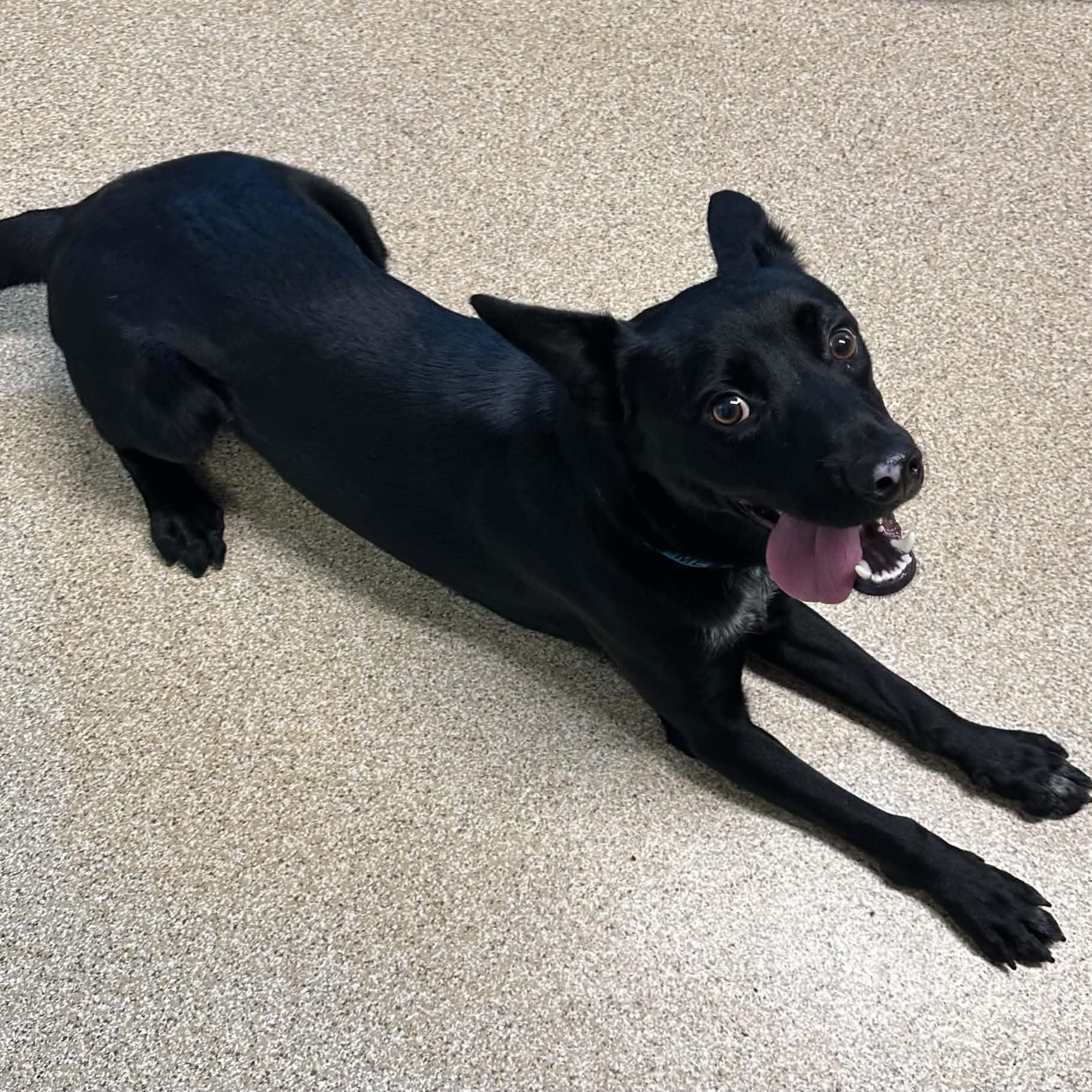 Enlarge O'Henry, a Adoptable mixed breed in Sunderland, MD image 4/6
