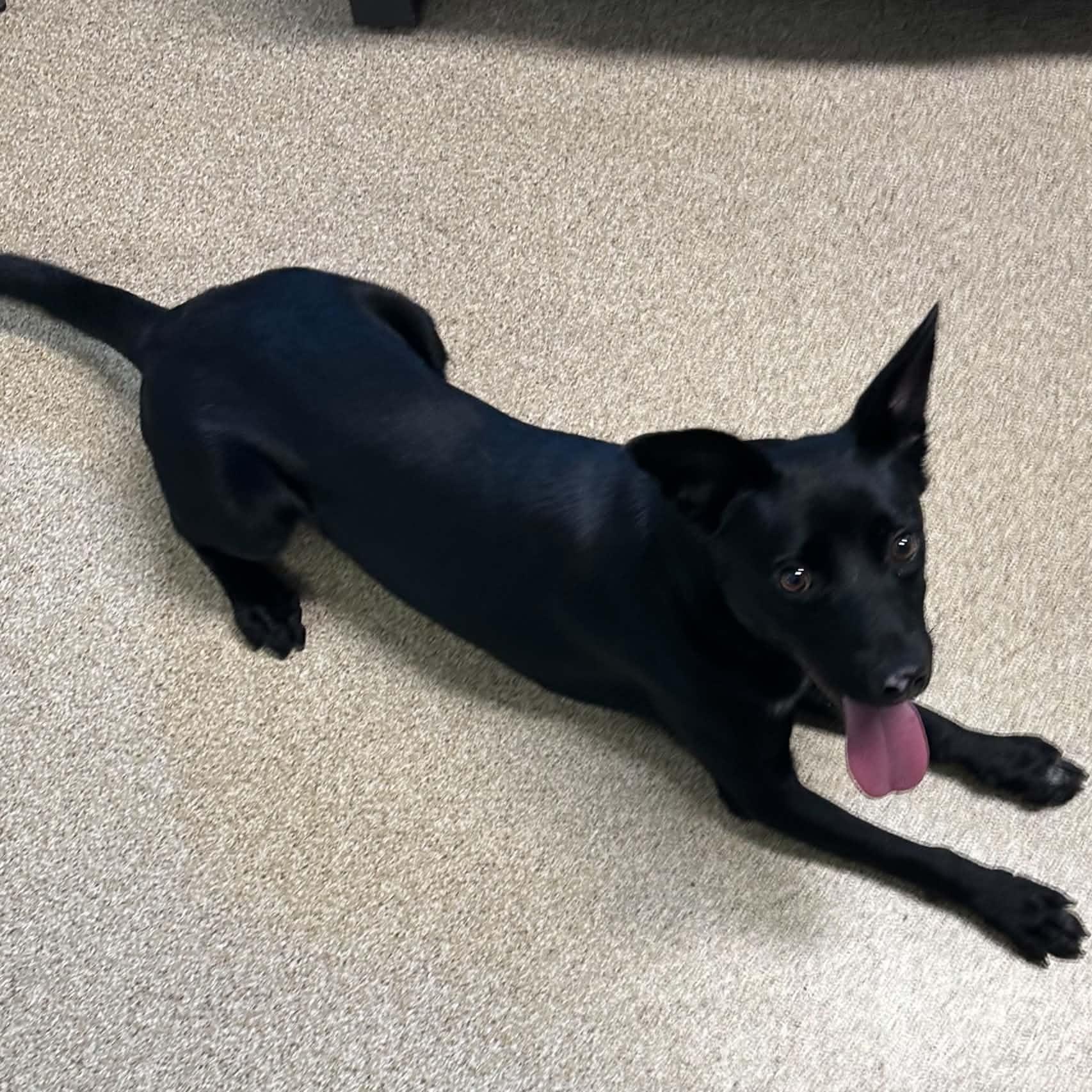 Enlarge O'Henry, a Adoptable mixed breed in Sunderland, MD image 3/6