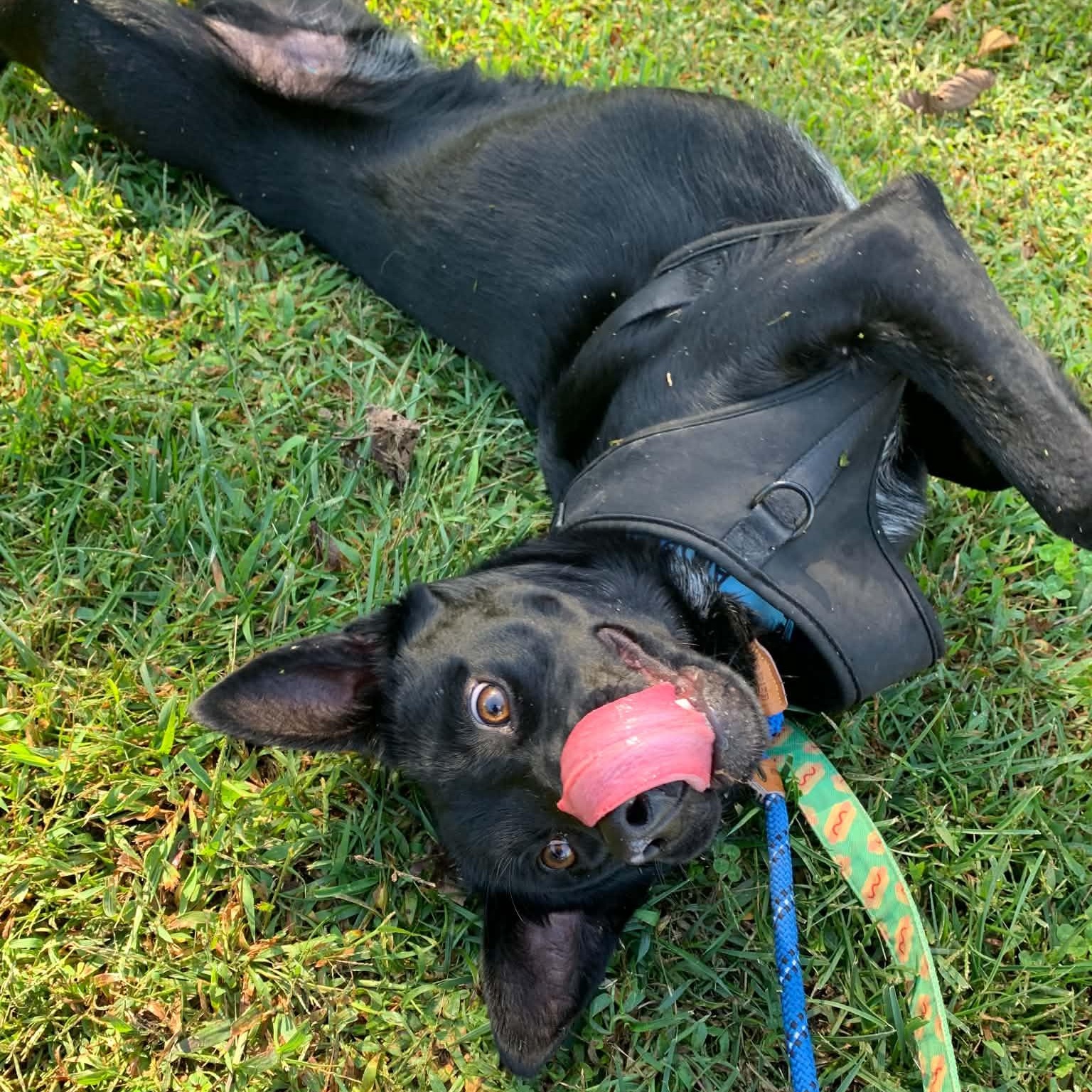 Enlarge O'Henry, a Adoptable mixed breed in Sunderland, MD image 2/6