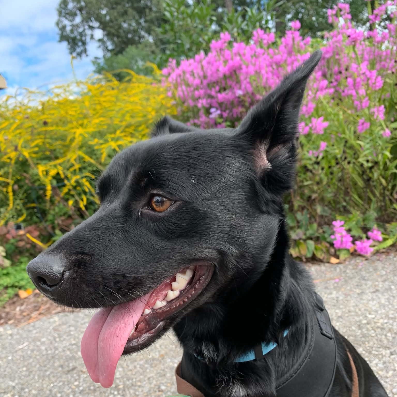 O'Henry, Adoptable, Young Male Australian Kelpie & Australian Cattle Dog / Blue Heeler.