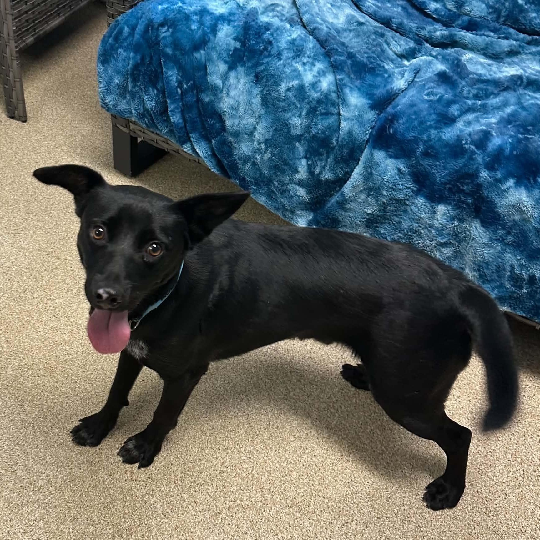 Enlarge O'Henry, a Adoptable mixed breed in Sunderland, MD image 5/6