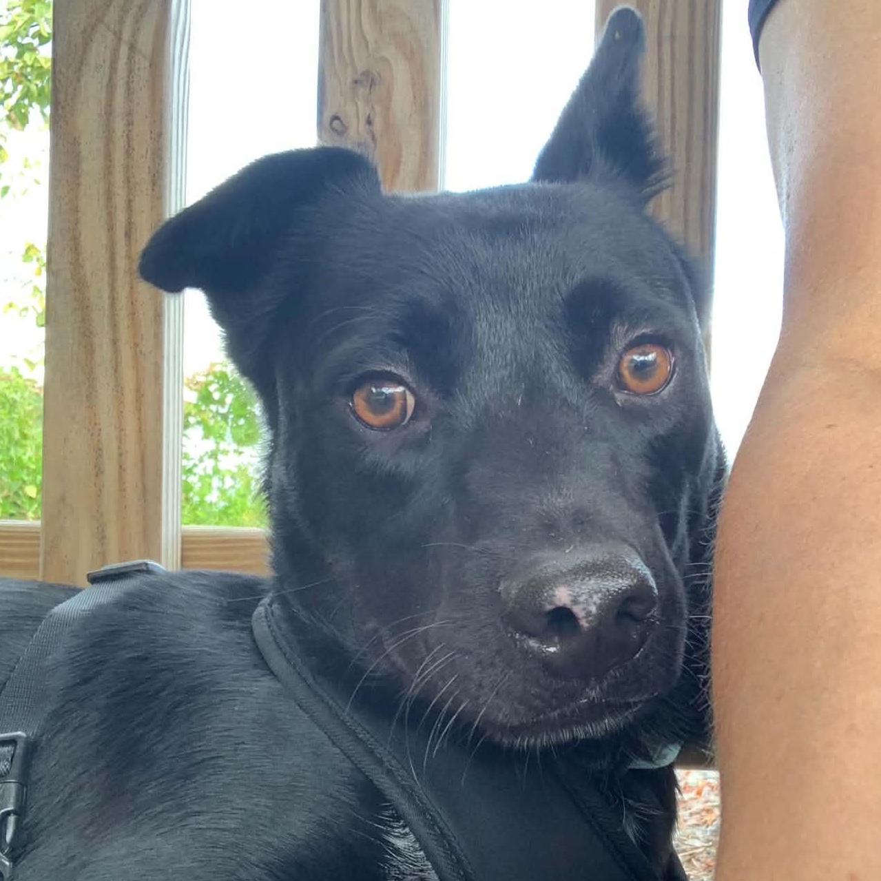 Enlarge O'Henry, a Adoptable mixed breed in Sunderland, MD image 6/6