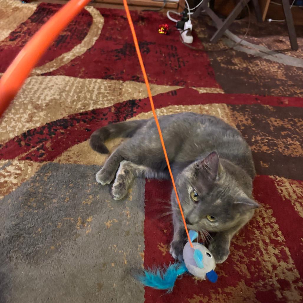 Earlie Grey Sea, a Adoptable Domestic Short Hair in Saint Paul, MN image 1/6