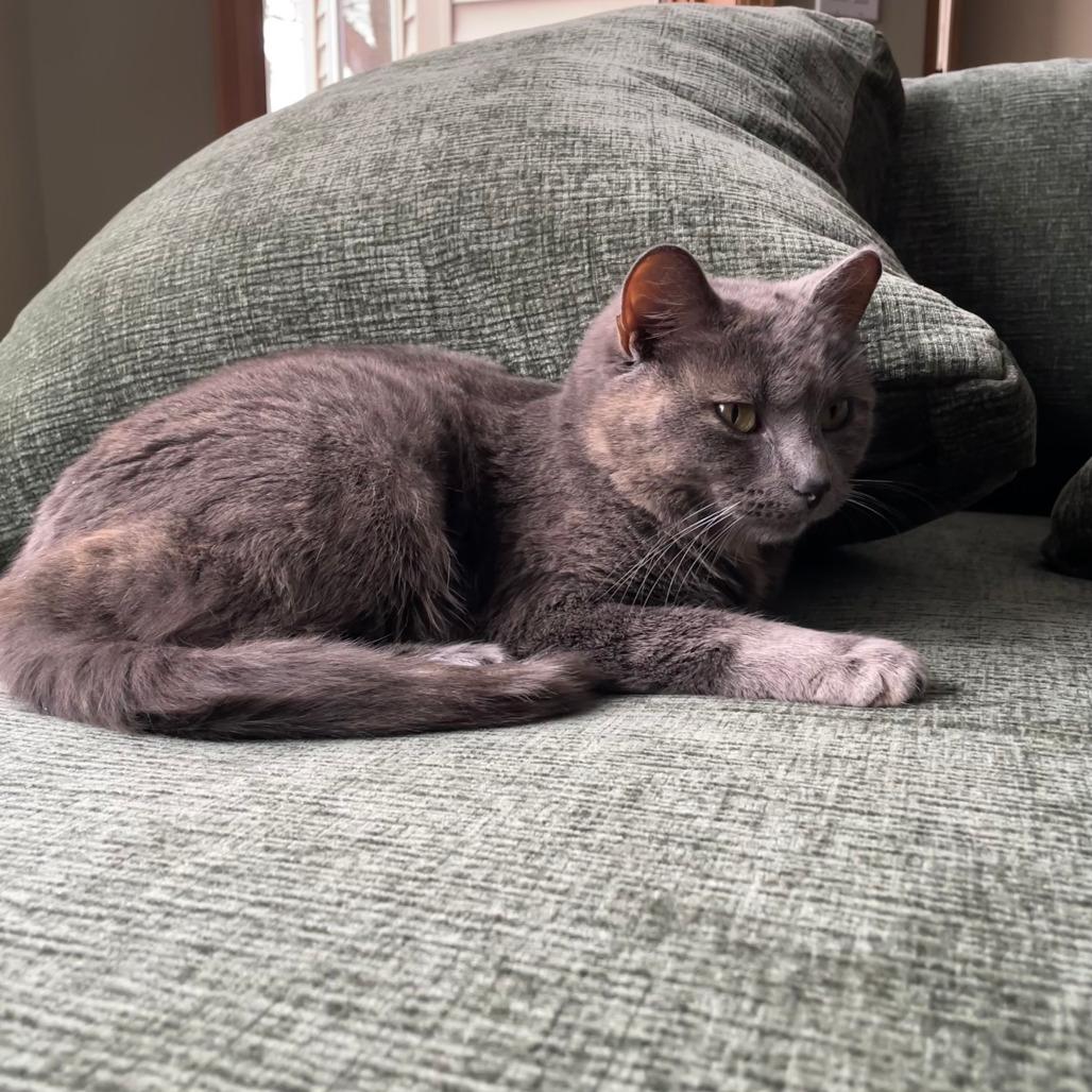 Earlie Grey Sea, a Adoptable Domestic Short Hair in Saint Paul, MN image 3/6