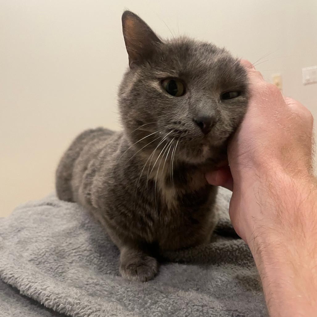 Earlie Grey Sea, a Adoptable Domestic Short Hair in Saint Paul, MN image 4/6