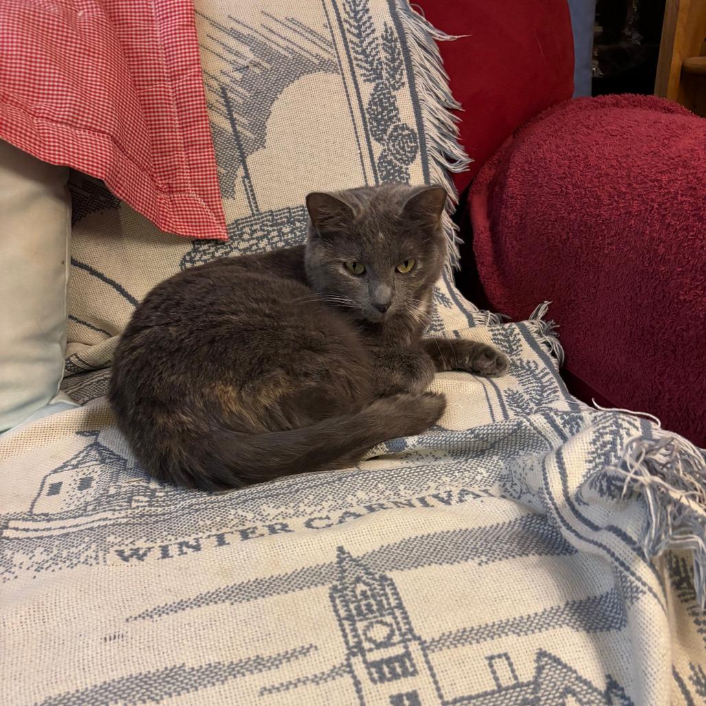 Enlarge Earlie Grey Sea, a Adoptable Domestic Short Hair in Inver Grove Heights, MN image 2/6