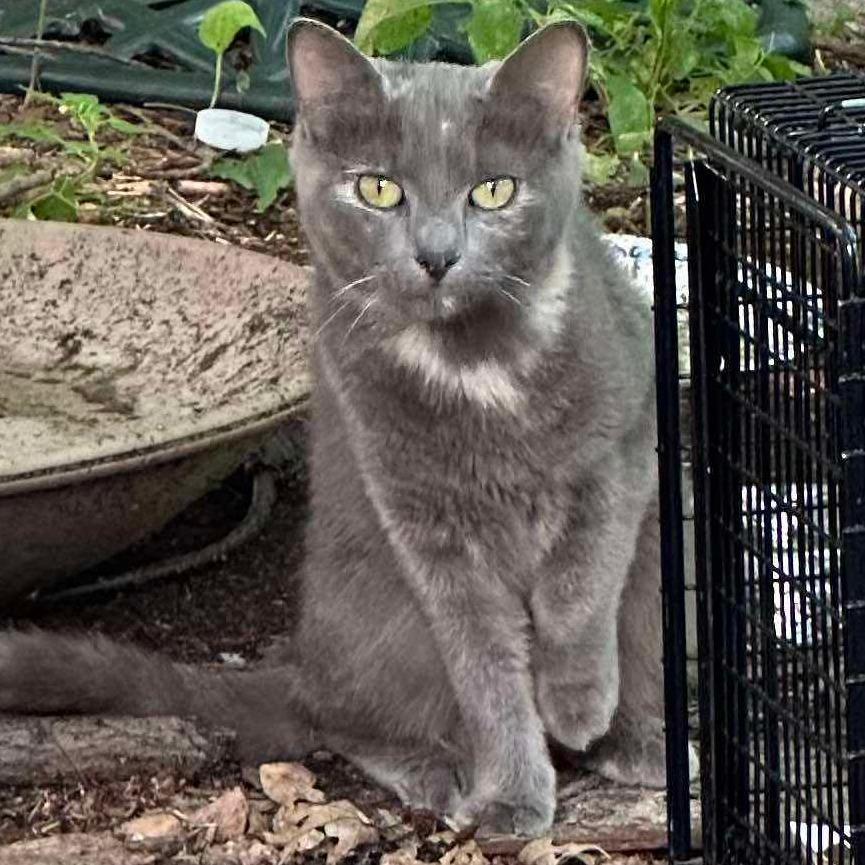 Enlarge Earlie Grey Sea, a Adoptable Domestic Short Hair in Inver Grove Heights, MN image 4/6