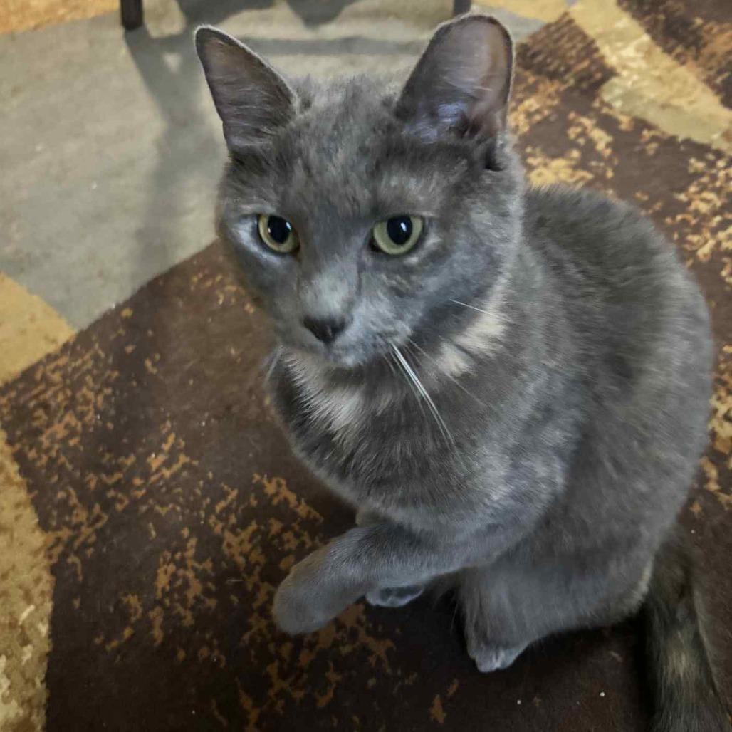 Enlarge Earlie Grey Sea, a Adoptable Domestic Short Hair in Inver Grove Heights, MN image 6/6