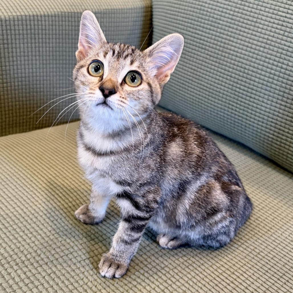 Enlarge Salmonella, a Adoptable Domestic Short Hair in Costa Mesa, CA image 1/6