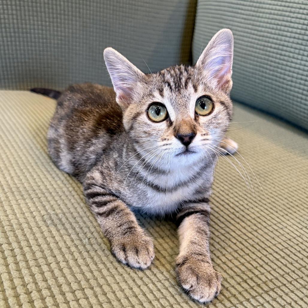 Enlarge Salmonella, a Adoptable Domestic Short Hair in Costa Mesa, CA image 2/6