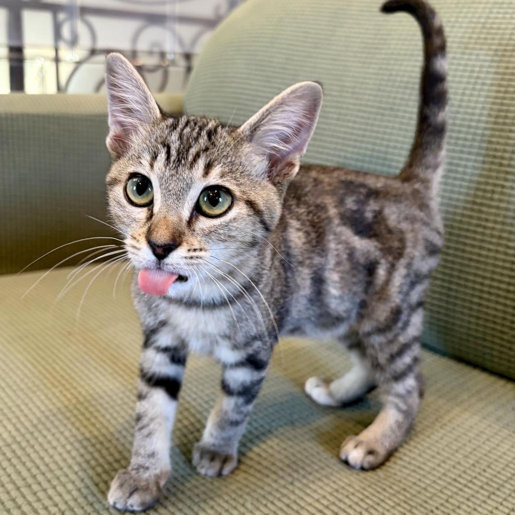 Enlarge Salmonella, a Adoptable Domestic Short Hair in Costa Mesa, CA image 3/6