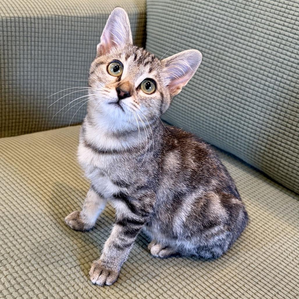Enlarge Salmonella, a Adoptable Domestic Short Hair in Costa Mesa, CA image 4/6